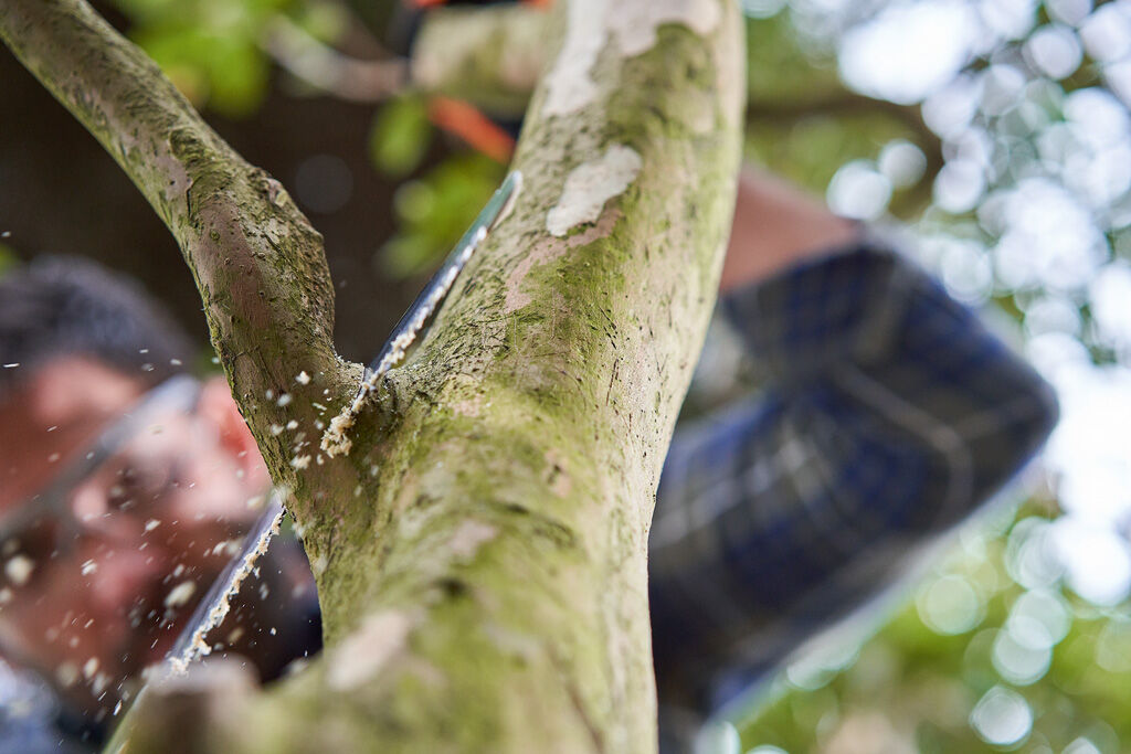 Stihl the best techniques for trimming trees - Bendigo Outdoor Power Equipment